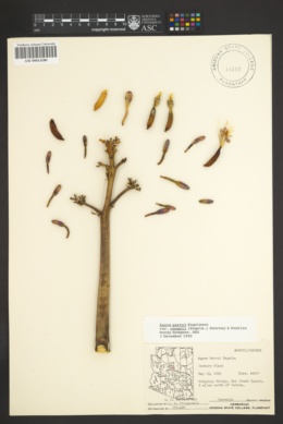 Agave parryi var. couesii image
