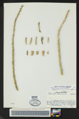 Opuntia kleiniae image