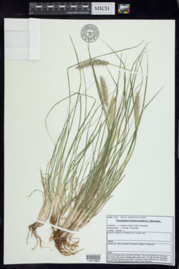 Pennisetum alopecuroides image