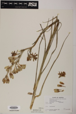 Polianthes tuberosa image