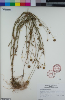 Image of Helenium puberulum