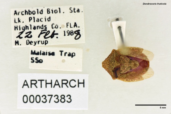 Dendrocoris fruticicola image