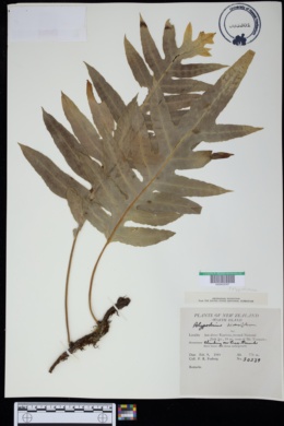 Image of Polypodium diversifolium