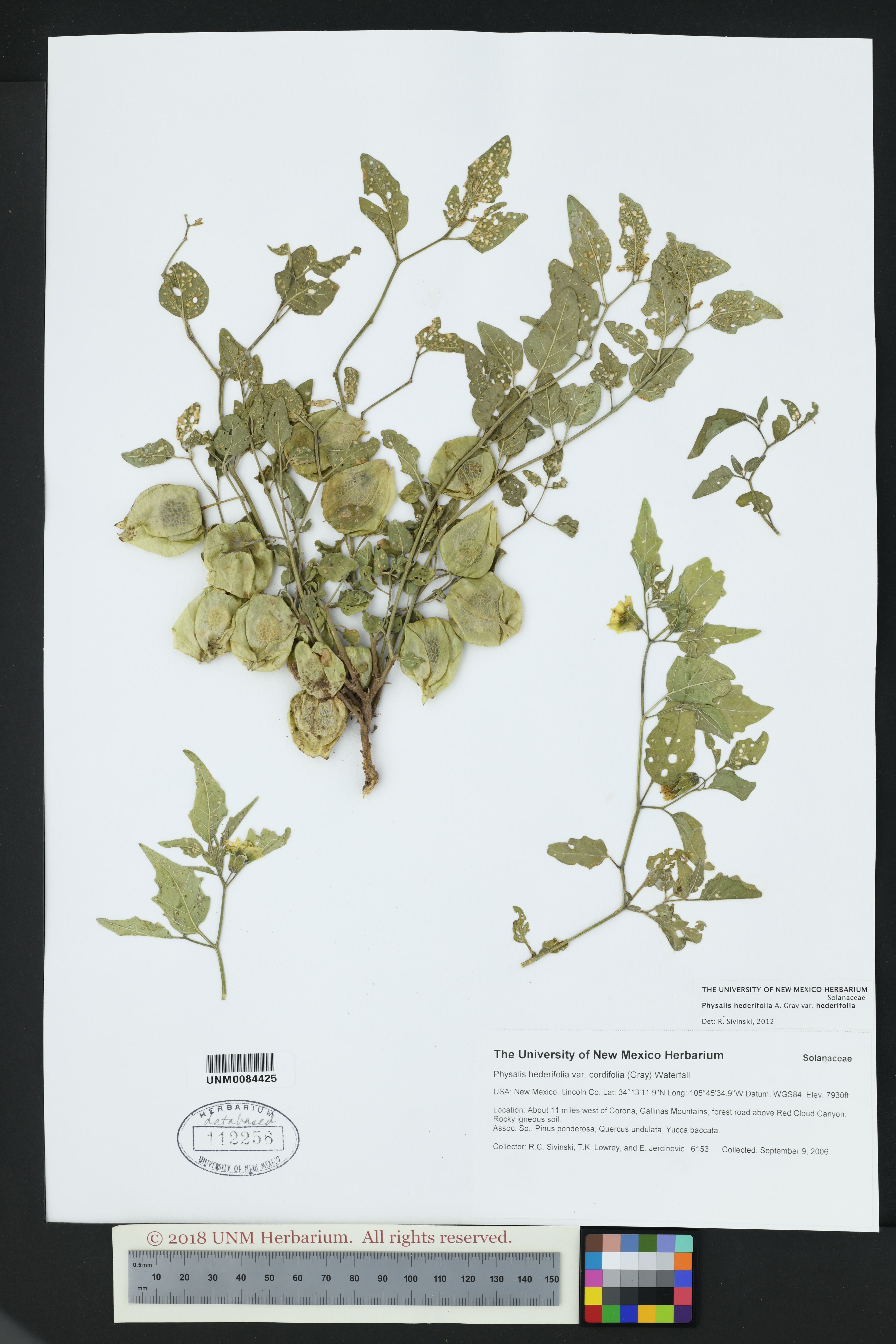 Physalis hederifolia var. hederifolia image