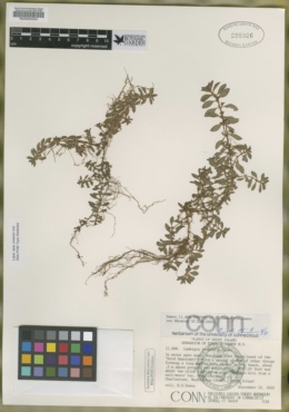 Ludwigia lacustris image