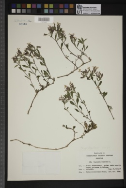 Saponaria ocymoides image