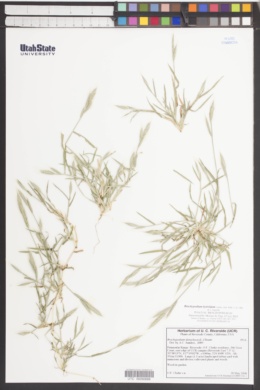 Brachypodium hybridum image