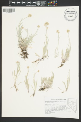 Antennaria luzuloides var. microcephala image