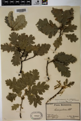 Quercus pubescens subsp. pubescens image