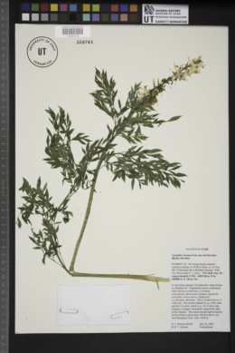 Corydalis caseana subsp. brachycarpa image