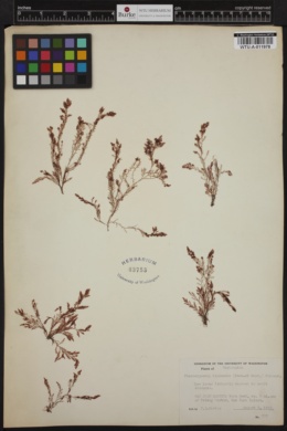 Pterosiphonia bipinnata image