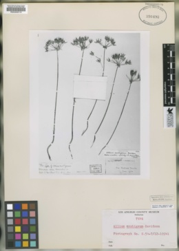 Image of Allium montigenum