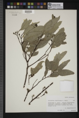 Eucalyptus fasciculosa image