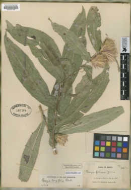 Image of Perezia foliosa