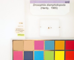 Drosophila diamphidiopoda image