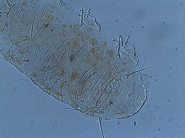 Echiniscus pusae image