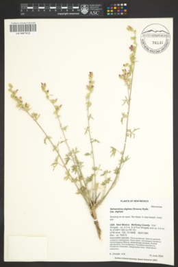Sphaeralcea digitata subsp. digitata image