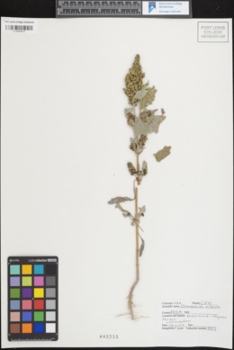 Image of Chenopodium rubrum