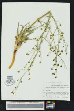 Frasera paniculata image