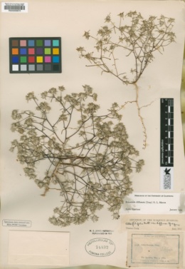 Eriastrum diffusum subsp. diffusum image
