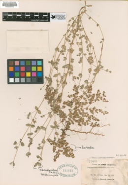 Image of Euphorbia dentosa