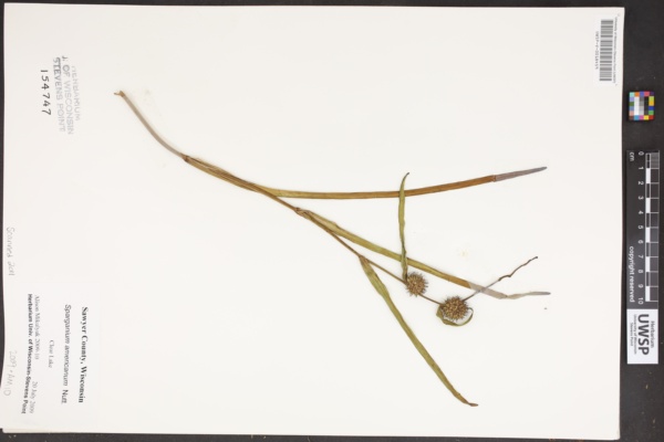 Sparganium americanum image