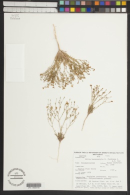 Gilia heterostyla image