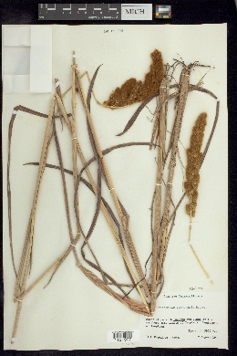 Eriochrysis cayennensis image