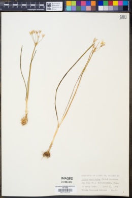 Image of Allium acetabulum