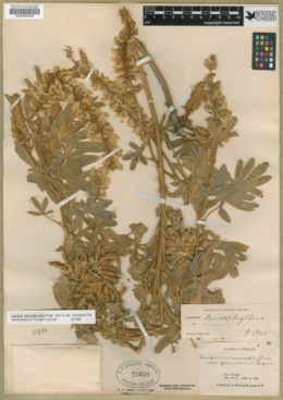 Lupinus leucophyllus var. leucophyllus image