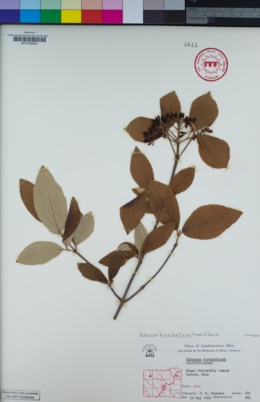Image of Viburnum burejaeticum