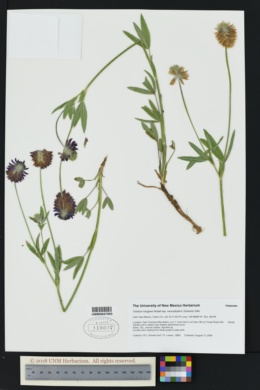 Image of Trifolium neurophyllum