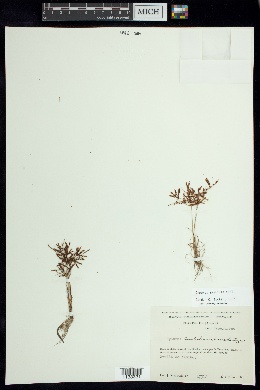 Cyperus amabilis image
