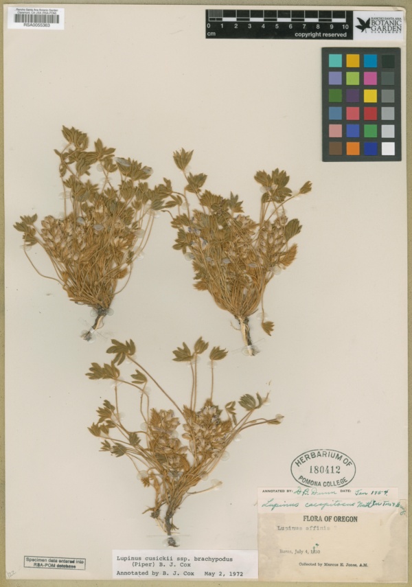 Lupinus cusickii subsp. brachypodus image