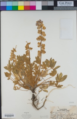 Lupinus cervinus image