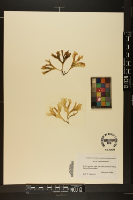 Mastocarpus rigidus image