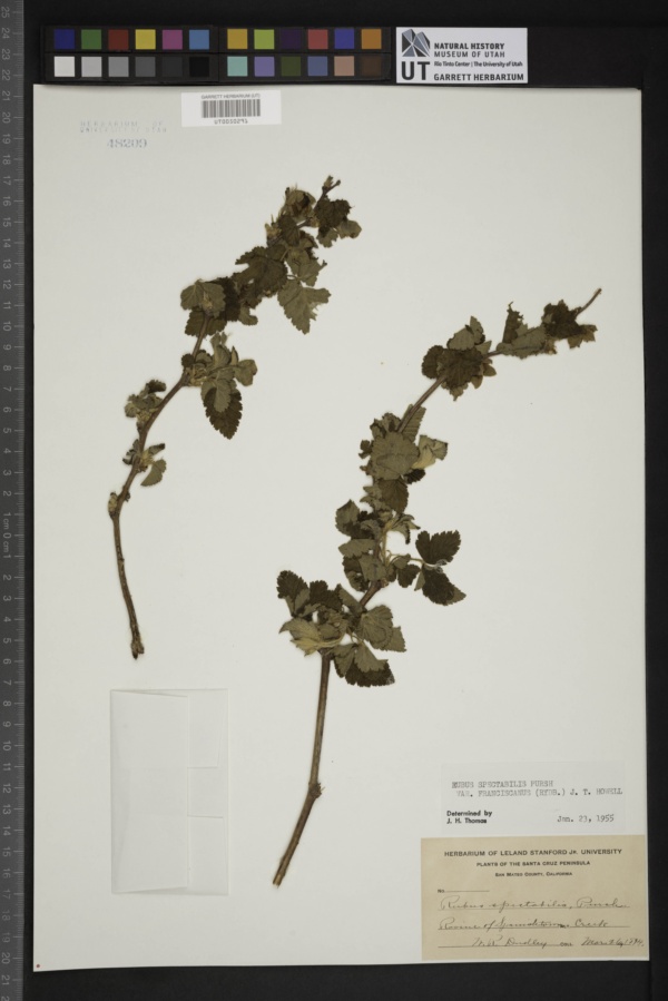 Rubus spectabilis var. franciscanus image