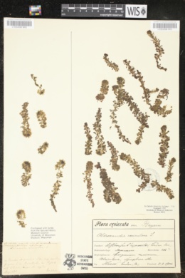 Image of Aldrovanda vesiculosa