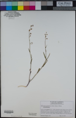 Image of Streptanthus glandulosus