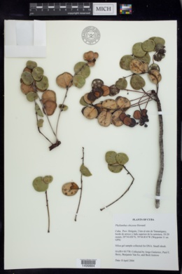 Phyllanthus chryseus image
