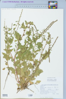 Image of Chenopodium overi