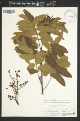 Pistacia terebinthus image
