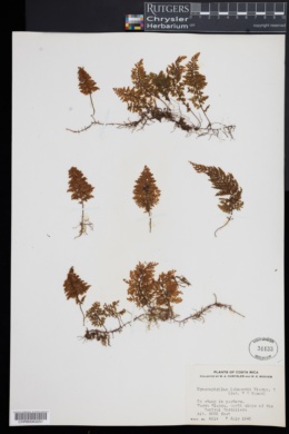 Hymenophyllum lehmannii image