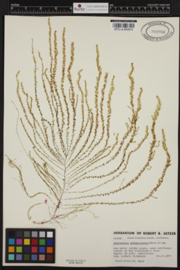 Sporochnus pedunculatus image
