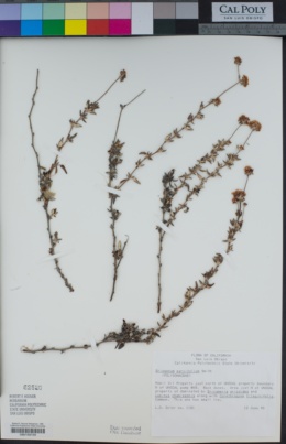 Eriogonum parvifolium image