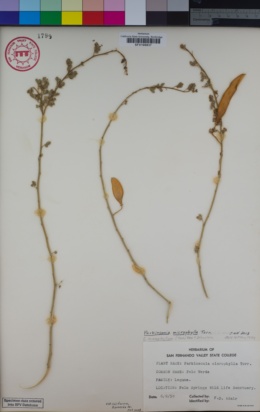 Image of Parkinsonia microphylla