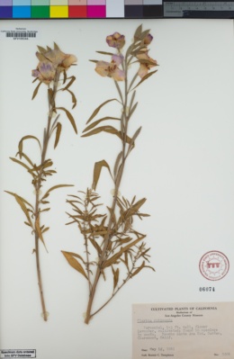 Image of Clarkia rubicunda