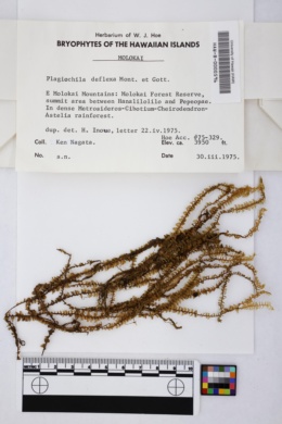 Image of Plagiochila deflexa