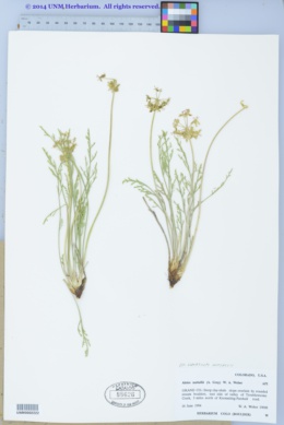 Image of Lomatium nuttallii