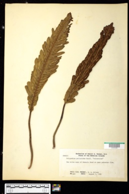 Image of Polypodium pellucidum var. vulcanicum